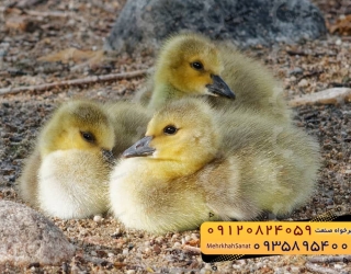 🐣🐣🐣 *جوجه غاز گوشتی*🐣🐣🐣
